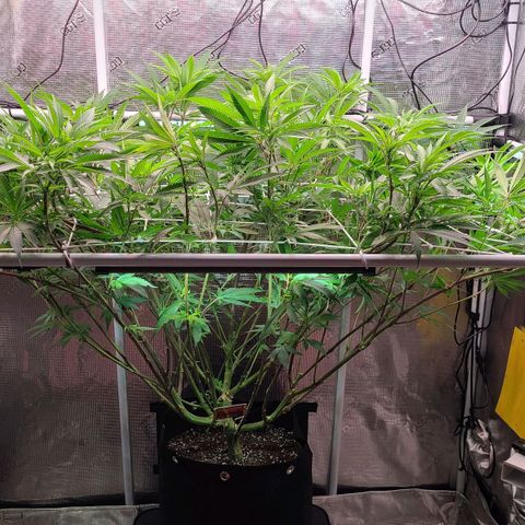Electrify growlog timeline photo