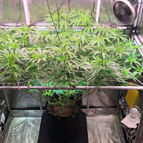 Electrify growlog timeline photo