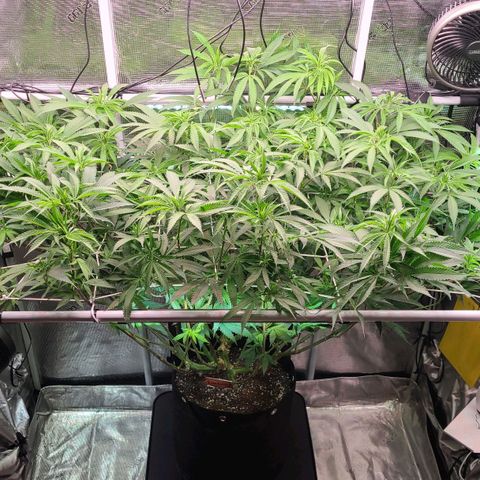 Electrify growlog timeline photo