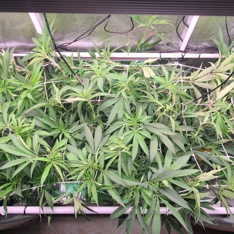 Electrify growlog timeline photo