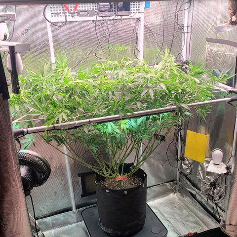 Electrify growlog timeline photo