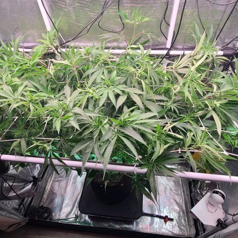 Electrify growlog timeline photo
