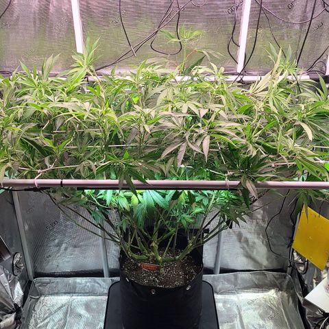 Electrify growlog timeline photo