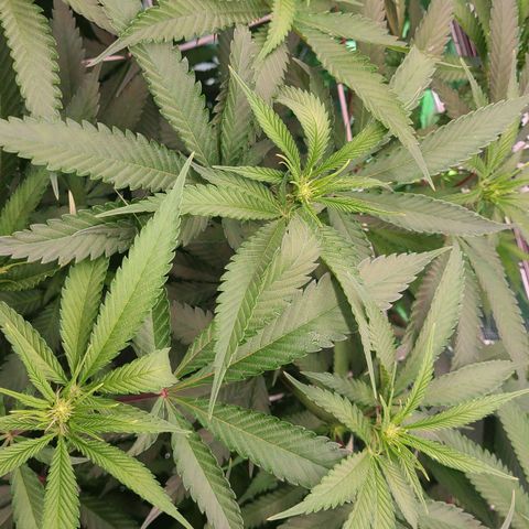 Electrify growlog timeline photo
