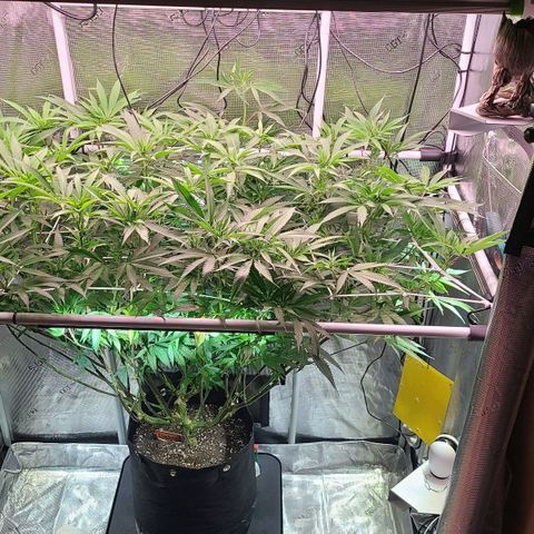 Electrify growlog timeline photo
