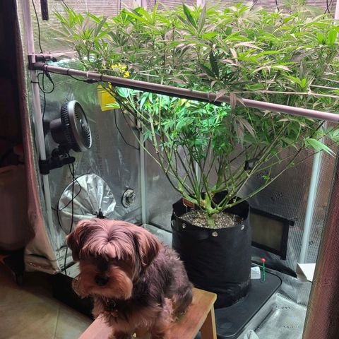 Electrify growlog timeline photo