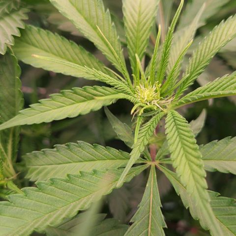 Electrify growlog timeline photo