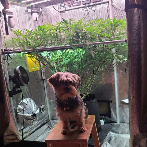 Electrify growlog timeline photo