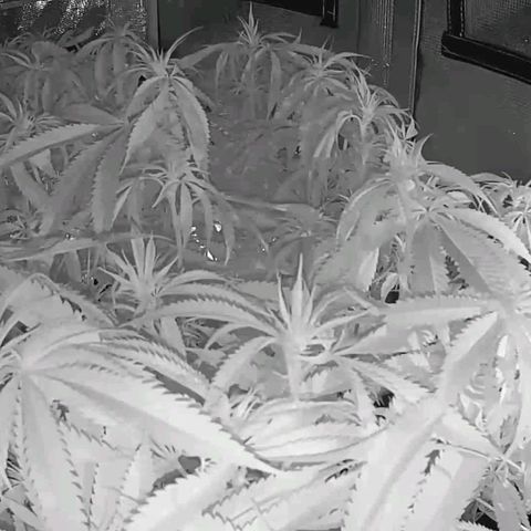 Electrify growlog timeline photo