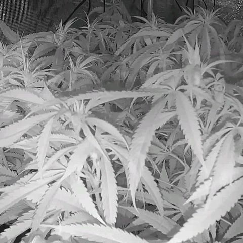 Electrify growlog timeline photo