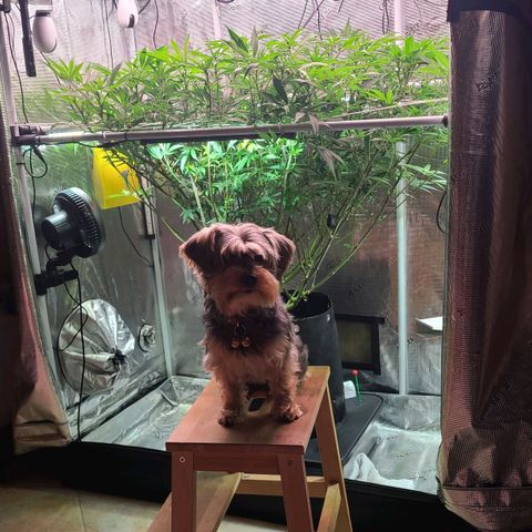 Electrify growlog timeline photo
