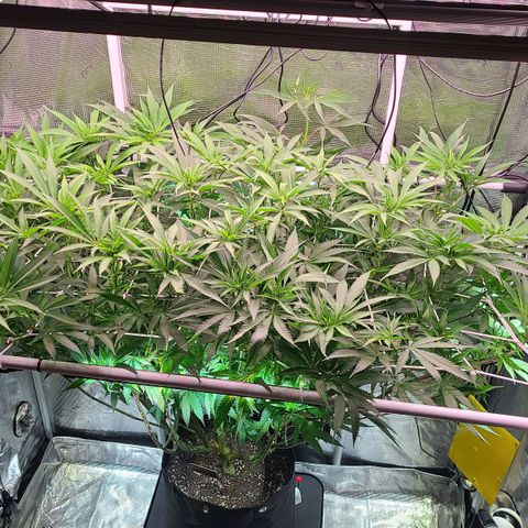 Electrify growlog timeline photo