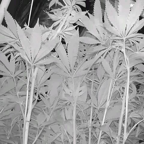 Electrify growlog timeline photo