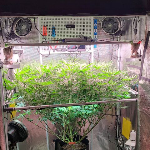 Electrify growlog photo: Out of fucking control