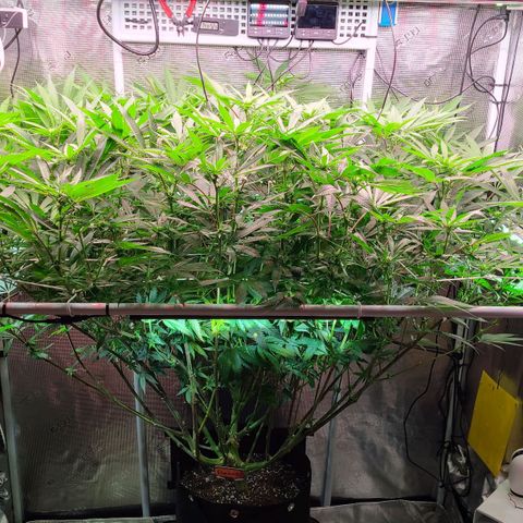 Electrify growlog photo: Out of fucking control