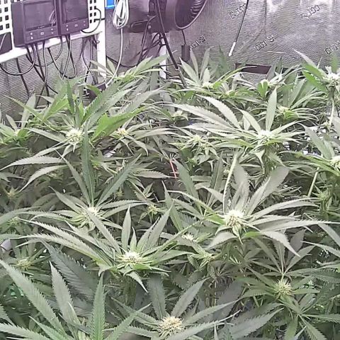 Electrify growlog timeline photo