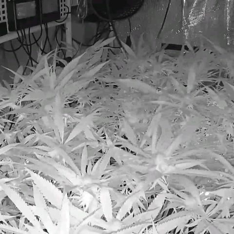 Electrify growlog timeline photo