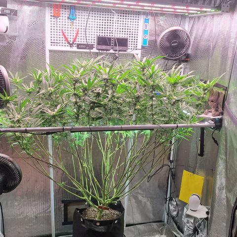 Electrify growlog timeline photo