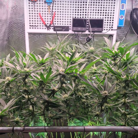 Electrify growlog timeline photo