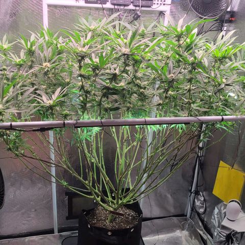 Electrify growlog timeline photo