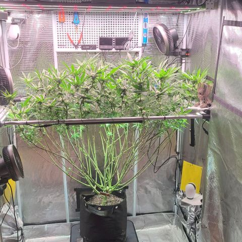 Electrify growlog timeline photo