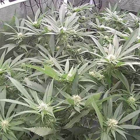Electrify growlog timeline photo