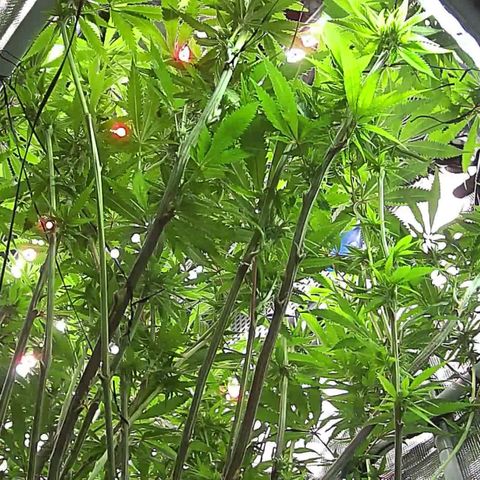 Electrify growlog timeline photo