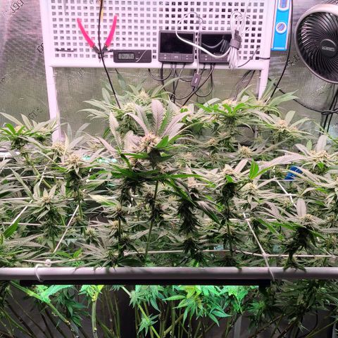Electrify growlog timeline photo