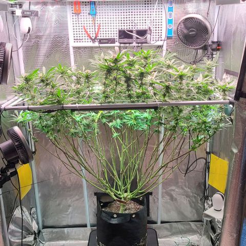 Electrify growlog timeline photo