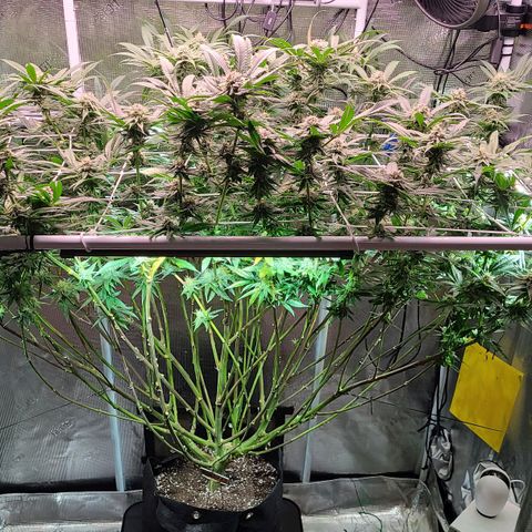 Electrify growlog timeline photo