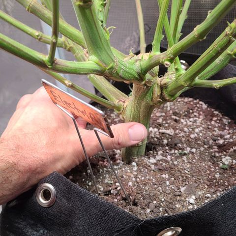 Electrify growlog timeline photo