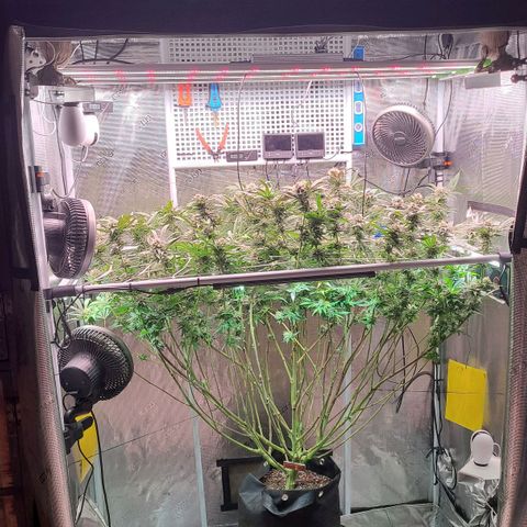 Electrify growlog photo: First day week 7