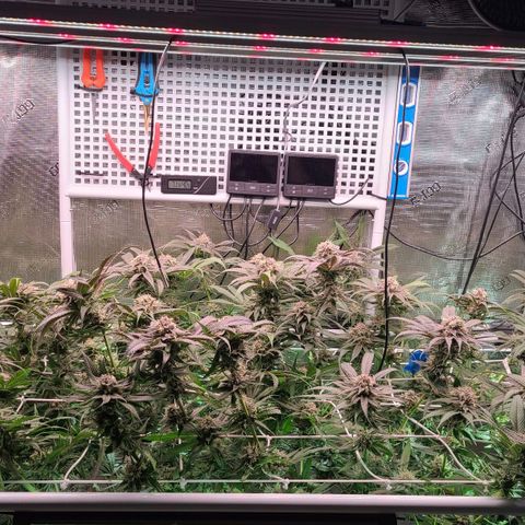 Electrify growlog photo: First day week 7