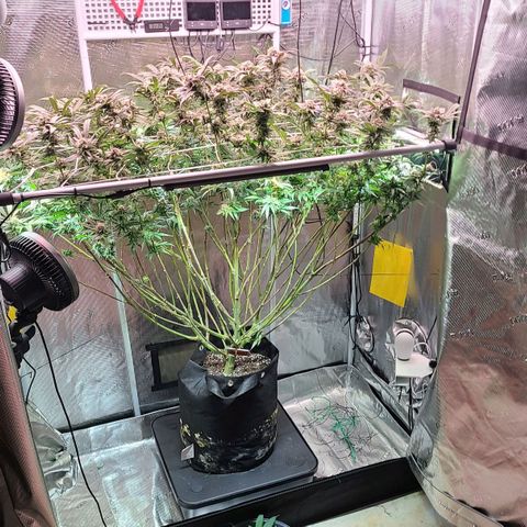 Electrify growlog photo: First day week 7