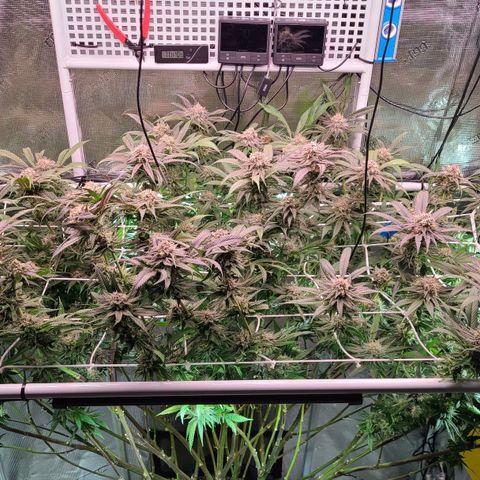 Electrify growlog photo: First day week 7