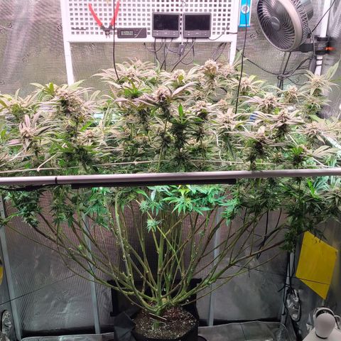 Electrify growlog photo: First day week 7
