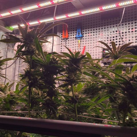 Electrify growlog photo: First day week 7