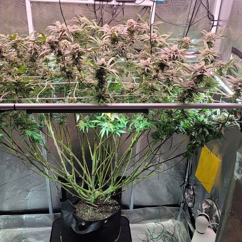 Electrify growlog photo: First day week 7