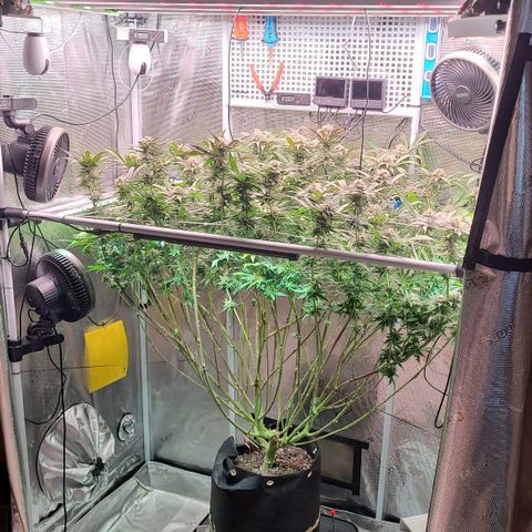 Electrify growlog photo: First day week 7