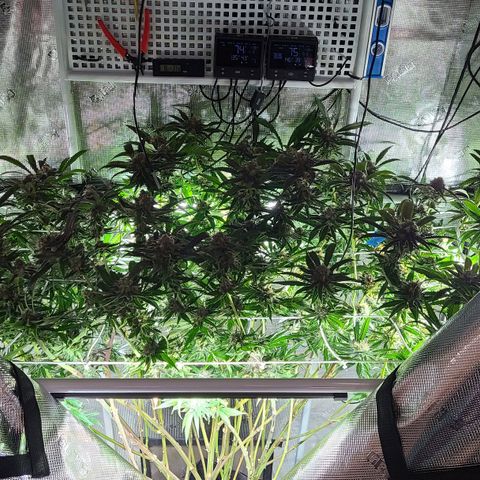 Electrify growlog timeline photo