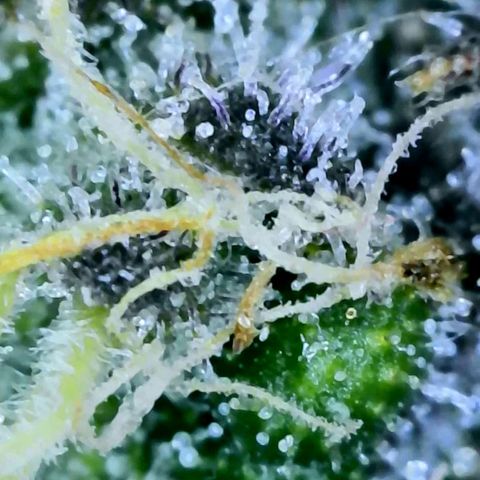 Electrify growlog photo: Trichomes Close-up 