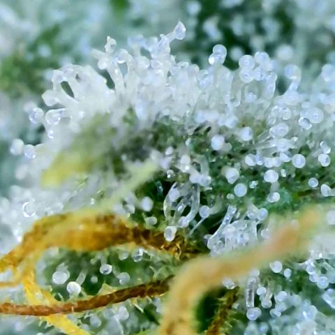 Electrify growlog photo: Trichomes Close-up 