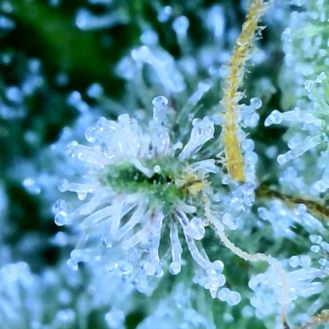 Electrify growlog photo: Trichomes Close-up 