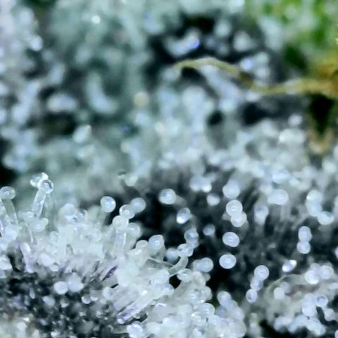 Electrify growlog photo: Trichomes Close-up 
