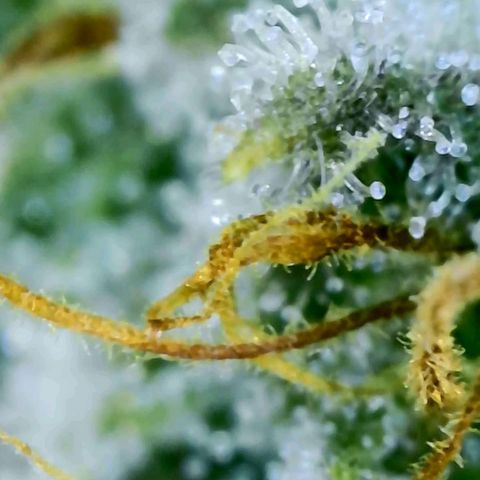 Electrify growlog photo: Trichomes Close-up 