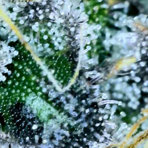 Electrify growlog photo: Trichomes Close-up 