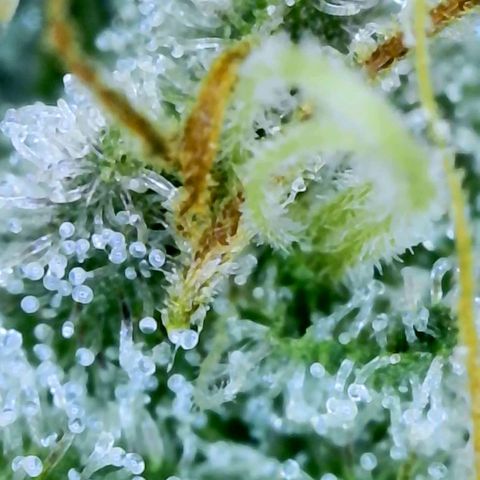 Electrify growlog photo: Trichomes Close-up 