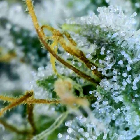 Electrify growlog photo: Trichomes Close-up 