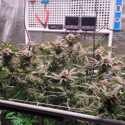 Electrify growlog timeline photo