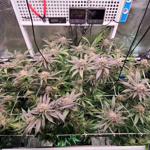 Electrify growlog timeline photo